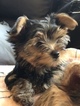 Small Photo #9 Yorkshire Terrier Puppy For Sale in CARLSBAD, CA, USA