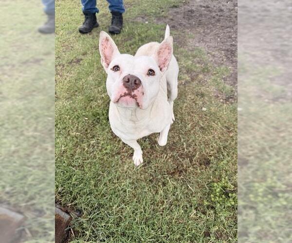 Medium Photo #1 American Pit Bull Terrier Puppy For Sale in Corpus Christi, TX, USA