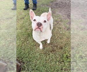 American Pit Bull Terrier Dogs for adoption in Corpus Christi, TX, USA