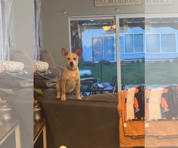 Medium Photo #2 Mutt Puppy For Sale in Hinckley, IL, USA