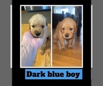Puppy Crew Golden Retriever