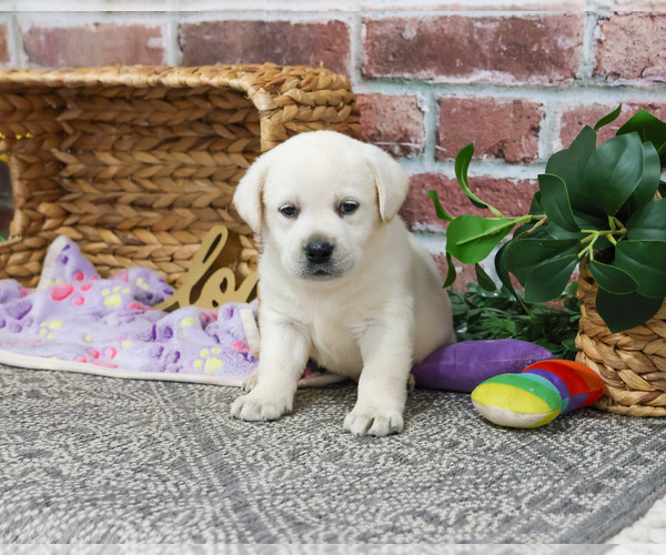 Medium Photo #7 Labrador Retriever Puppy For Sale in SYRACUSE, IN, USA