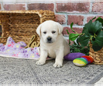 Small #6 Labrador Retriever