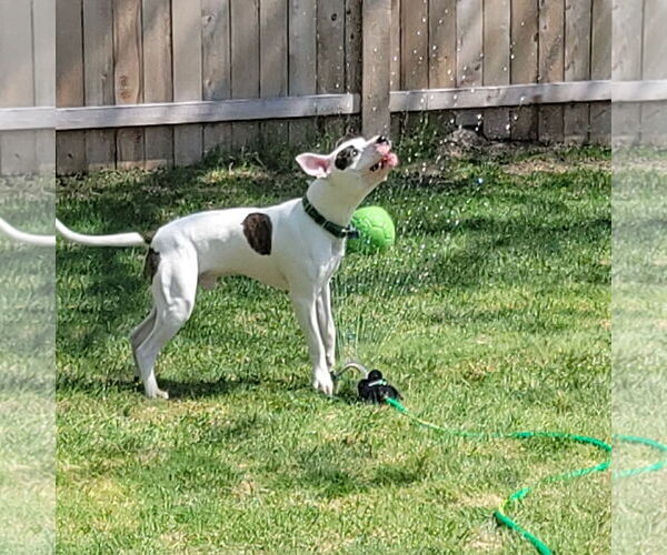 Medium Photo #5 American Pit Bull Terrier-Unknown Mix Puppy For Sale in Fargo, ND, USA