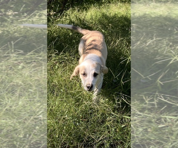Medium Photo #7 Anatolian Pyrenees Puppy For Sale in MECHANICSVILLE, MD, USA