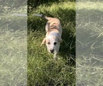 JuJuBee - Female Anatolian Pyrenees Puppy for Sale - Photo #7