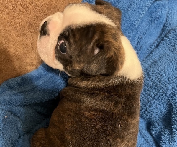 Medium Photo #7 Boston Terrier Puppy For Sale in BURLESON, TX, USA