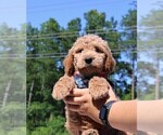 Small Photo #58 Goldendoodle Puppy For Sale in TIMBERLAKE, NC, USA
