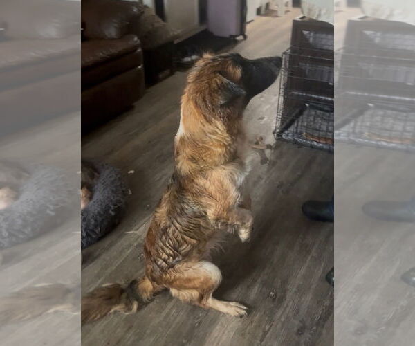 Medium Photo #3 Basset Hound-Unknown Mix Puppy For Sale in Mouth Of Wilson, VA, USA