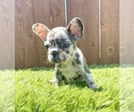 Small Photo #44 French Bulldog Puppy For Sale in PHILADELPHIA, PA, USA