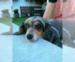 Small Photo #4 Dachshund Puppy For Sale in Fruitland, SC, USA