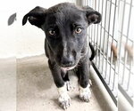 Small #1 Mutt