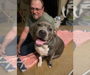 American Pit Bull Terrier-Unknown Mix Dogs for adoption in Rockaway, NJ, USA