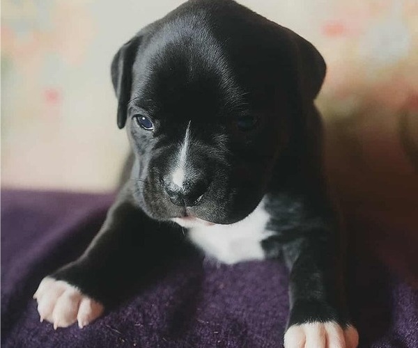 Medium Photo #2 Boxer Puppy For Sale in TROUPSBURG, NY, USA