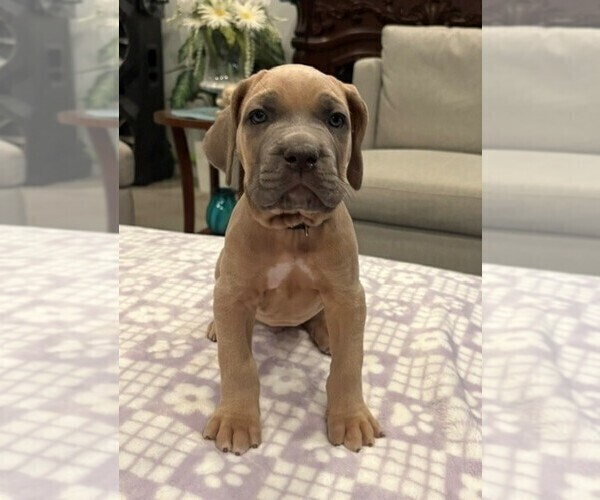 Medium Photo #1 Cane Corso Puppy For Sale in YUCCA VALLEY, CA, USA