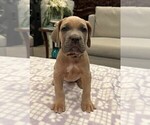 Puppy 2 Cane Corso