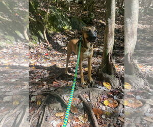 Mutt Dogs for adoption in Tracy City, TN, USA