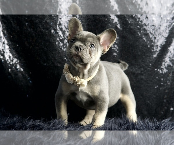 Medium Photo #5 French Bulldog Puppy For Sale in WARSAW, IN, USA