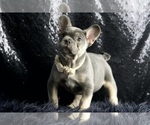 Small #4 French Bulldog