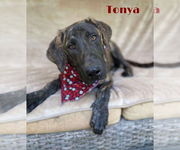 Medium Photo #3 Labrador Retriever-Unknown Mix Puppy For Sale in Palatine/Kildeer/Buffalo grove, IL, USA