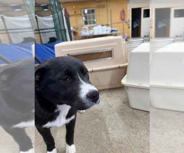 Medium Photo #1 Mutt Puppy For Sale in Calgary, Alberta, Canada