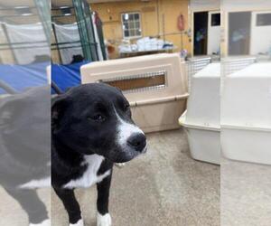 Mutt Dogs for adoption in Calgary, Alberta, Canada