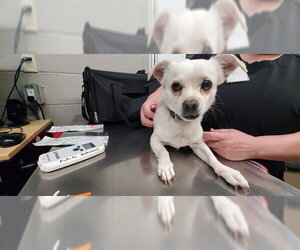 Chihuahua-Labrador Retriever Mix Dogs for adoption in Aurora, IL, USA