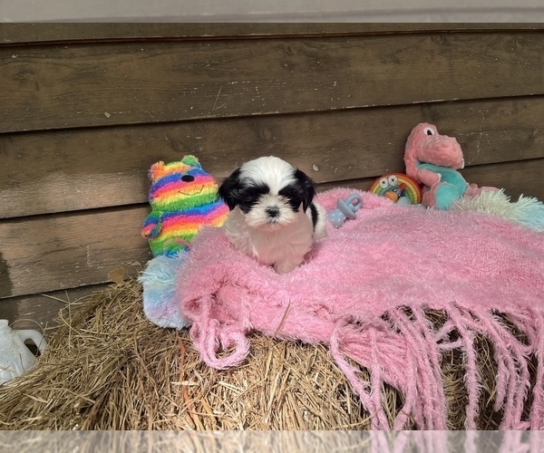 Medium Photo #2 Shih Tzu Puppy For Sale in GAUTIER, MS, USA