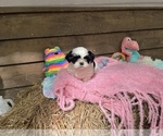 Small Photo #2 Shih Tzu Puppy For Sale in GAUTIER, MS, USA