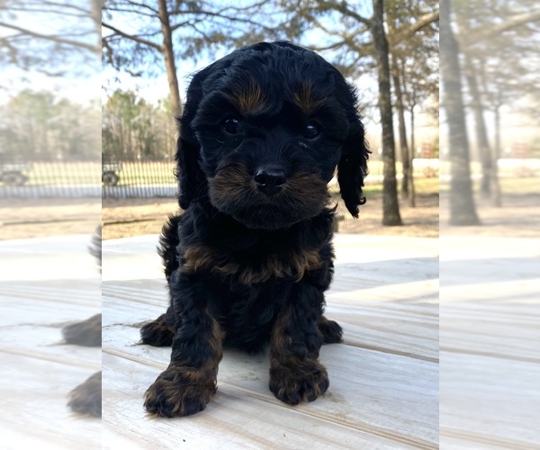Medium Photo #4 Cavapoo Puppy For Sale in AUBREY, TX, USA