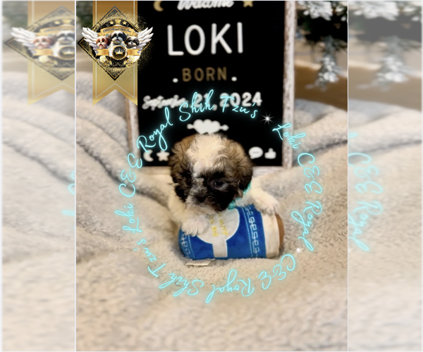 Medium Photo #2 Shih Tzu Puppy For Sale in ATHENS, GA, USA