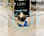 Small Photo #2 Shih Tzu Puppy For Sale in ATHENS, GA, USA