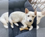 Small #1 Shiba Inu