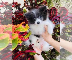 Pomeranian Puppy for sale in SUNNY ISL BCH, FL, USA