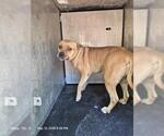 Small Mastiff Mix
