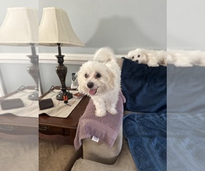 Maltichon Puppy for sale in CONWAY, SC, USA