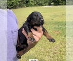 Small Photo #8 Doberman Pinscher Puppy For Sale in CHESTER, SC, USA