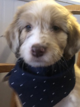 Medium Photo #7 Aussiedoodle Puppy For Sale in ODIN, IL, USA