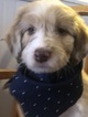 Small Photo #7 Aussiedoodle Puppy For Sale in ODIN, IL, USA