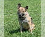 Small #3 German Shepherd Dog