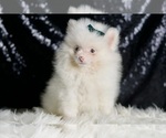 Small Photo #13 Pomeranian Puppy For Sale in WARSAW, IN, USA