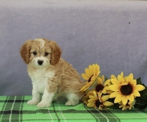 Cavapoo Puppy for sale in SUGARCREEK, OH, USA