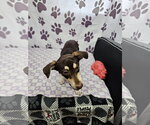 Small #1 Dachshund Mix