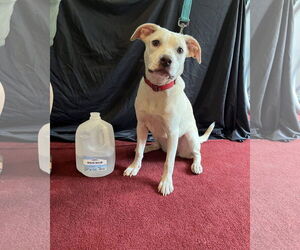 Medium Labrador Retriever Mix