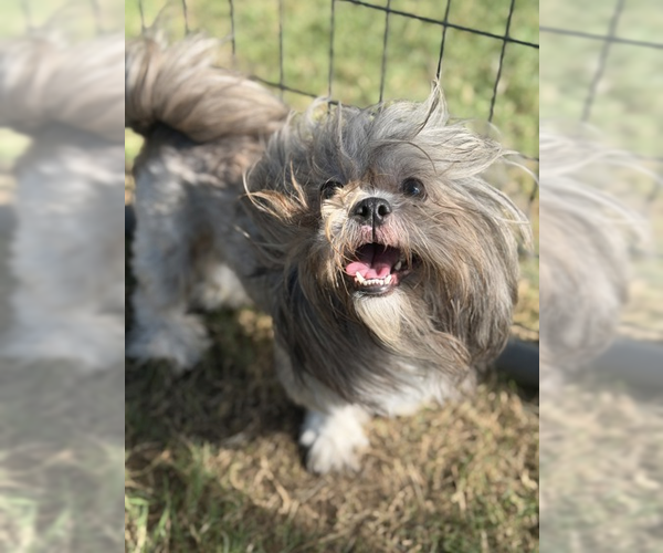 Medium Photo #2 Shih Tzu-Unknown Mix Puppy For Sale in Andover, MN, USA