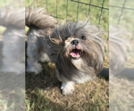 Small #1 Shih Tzu Mix