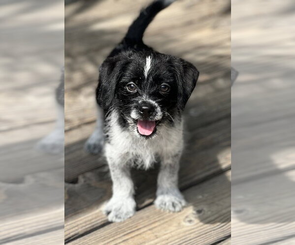 Medium Photo #11 Mutt Puppy For Sale in Dana Point, CA, USA