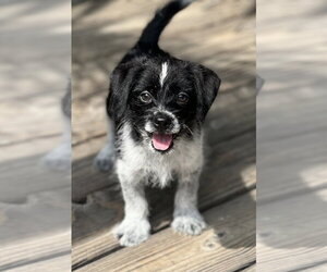 Rook - Male Mutt Dog for Adoption - Photo #11