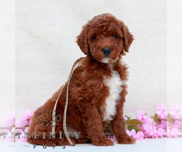 Medium Photo #1 Irish Doodle (Miniature) Puppy For Sale in NEWMANSTOWN, PA, USA