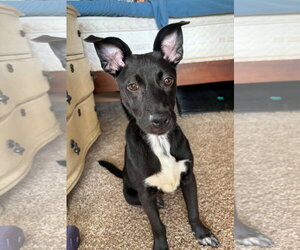 Zuri - Female Border Collie-Jack Russell Terrier Mix Dog for Adoption - Photo #4
